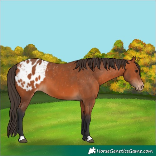 Horse Color:Bay Appaloosa 