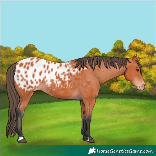 Horse Color:Bay Appaloosa