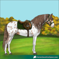 Horse Color:White Spotted Brown Pearl Appaloosa 