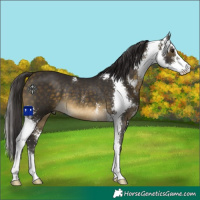 Horse Color:Buckskin Sabino Rabicano 