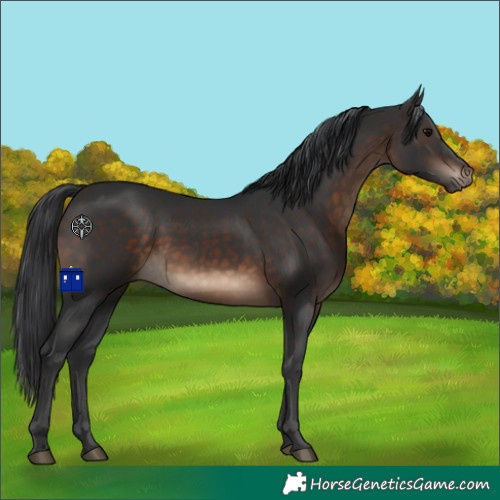 Horse Color:Brown Rabicano 