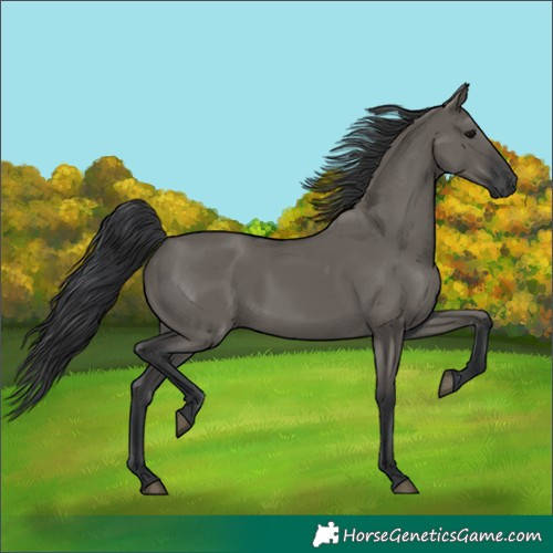 Horse Color:Grullo Rabicano 