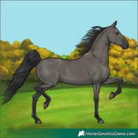 Horse Color:Grullo Rabicano 
