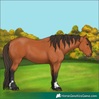 Horse Color:Bay 