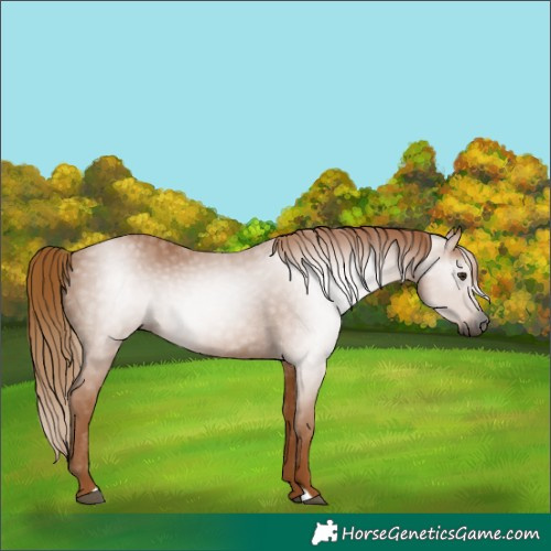 Horse Color:Gray Chestnut 