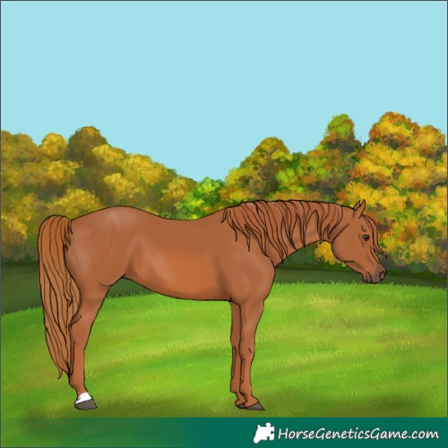 Horse Color:Chestnut 