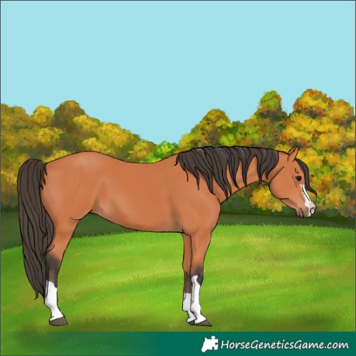 Horse Color:Bay 