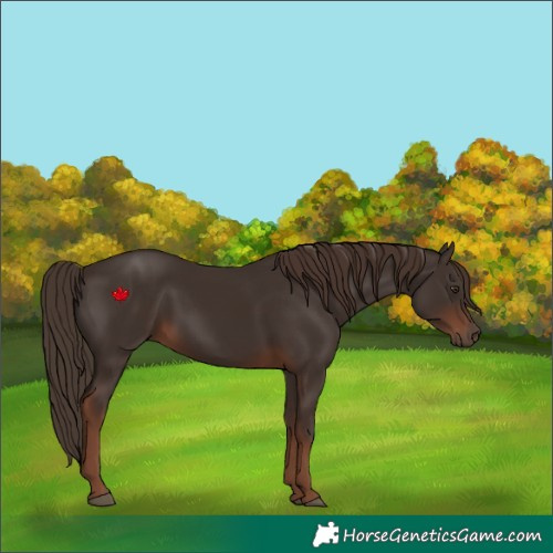 Horse Color:Liver Chestnut 