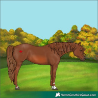 Horse Color:Chestnut 