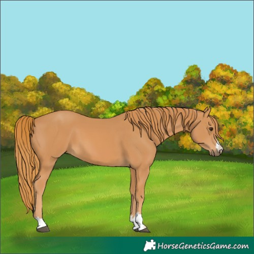 Horse Color:Chestnut 