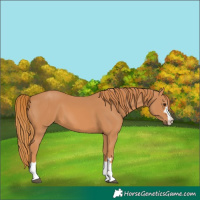 Horse Color:Chestnut 