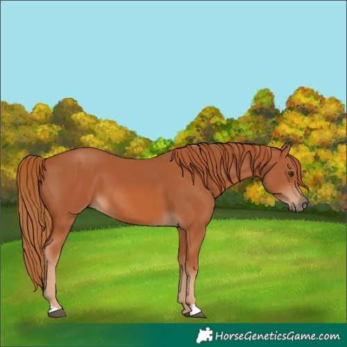 Horse Color:Chestnut 