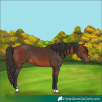 Horse Color:Bay 