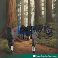 Horse Color:Grullo