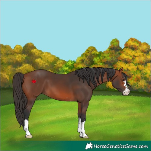 Horse Color:Bay 