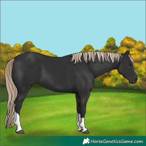 Horse Color:Liver Chestnut Tobiano