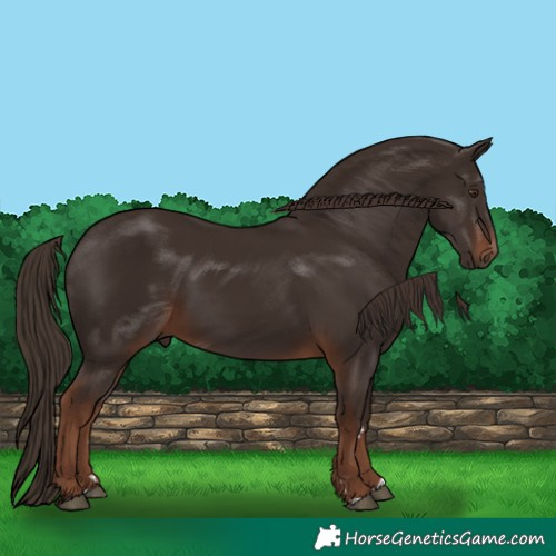 Horse Color:Liver Chestnut 