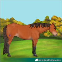 Horse Color:Unknown 