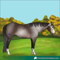 Horse Color:Unknown 