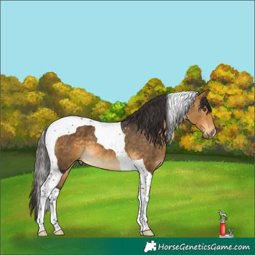 Horse Color:Buckskin Tobiano 