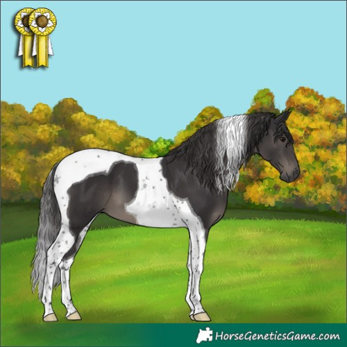 Horse Color:Smoky Black Tobiano 