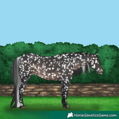 Horse Color:Platinum Brown Appaloosa 