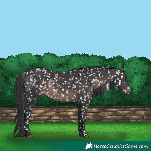 Horse Color:Platinum Brown Appaloosa 