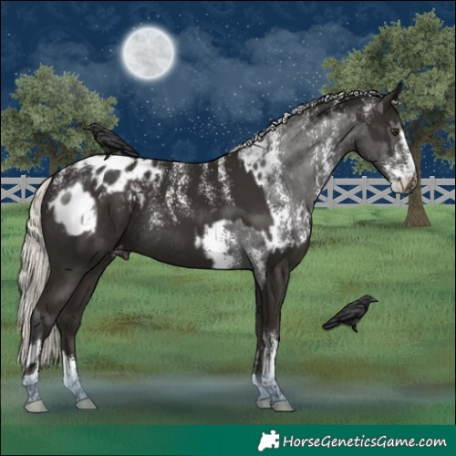 Horse Color:Powder White Liver Chestnut Mushroom Sabino Appaloosa Rabicano and Powder White Liver Chestnut Mushroom Tobiano Appaloosa Rabicano