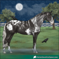 Horse Color:Powder White Liver Chestnut Mushroom Sabino Appaloosa Rabicano  and Powder White Liver Chestnut Mushroom Tobiano Appaloosa Rabicano 