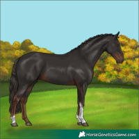 Horse Color:Liver Chestnut Tobiano