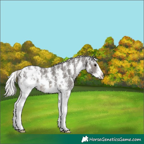 Horse Color:Silver Black Sabino 