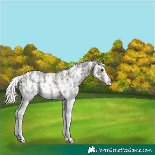 Horse Color:Silver Black Sabino 