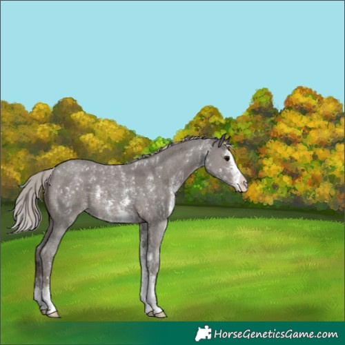 Horse Color:Silver Black Sabino 
