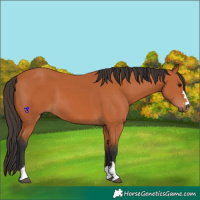 Horse Color:Unknown 