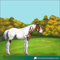 Horse Color:White Spotted Brown Tobiano Frame Appaloosa 