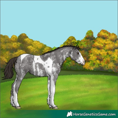 Horse Color:Liver Chestnut Sabino Tobiano 