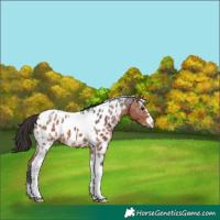 Horse Color:Bay Ice Tobiano Appaloosa 