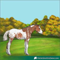Horse Color:Silver Bay Sabino Tobiano Appaloosa