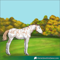 Horse Color:Gold Champagne Splash Appaloosa 