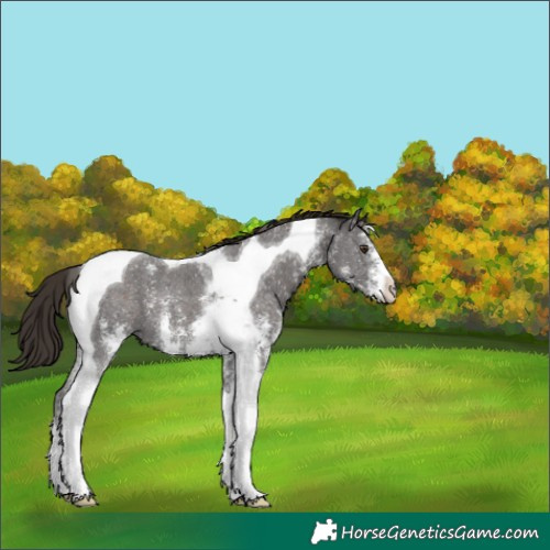 Horse Color:Liver Chestnut Sabino Tobiano 