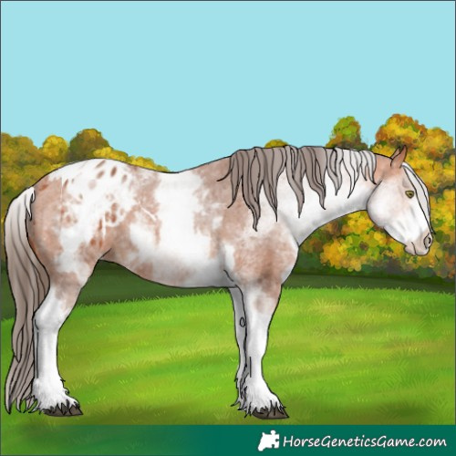 Horse Color:White Spotted Bay Tobiano Appaloosa 