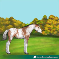 Horse Color:White Spotted Bay Tobiano Appaloosa 