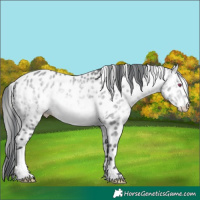 Horse Color:Bay Chinchilla Appaloosa 