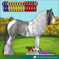 Horse Color:Liver Chestnut Sabino Tobiano 