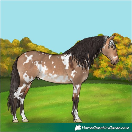 Horse Color:White Spotted Bay Dun 