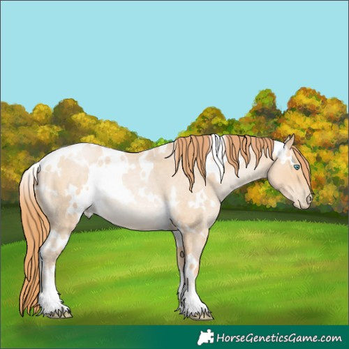 Horse Color:White Spotted Buckskin Roan Pearl 
