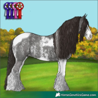 Horse Color:Liver Chestnut Sabino Tobiano 