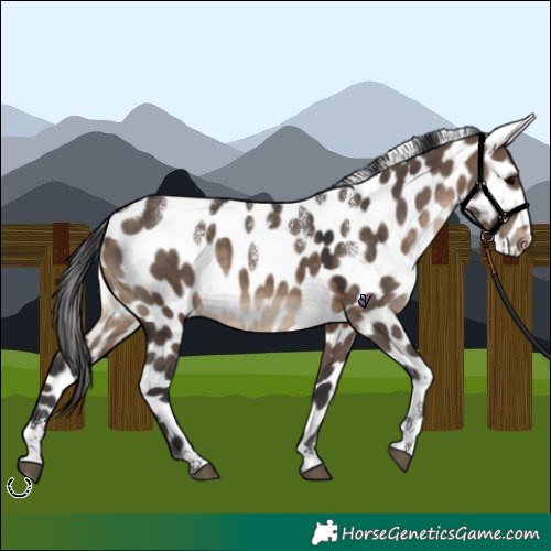 Horse Color:Powder White Brown Dun Leopard 