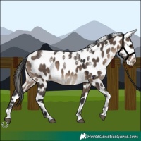 Horse Color:Powder White Brown Dun Appaloosa