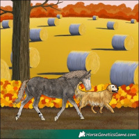 Horse Color:Void Perlino Roan 